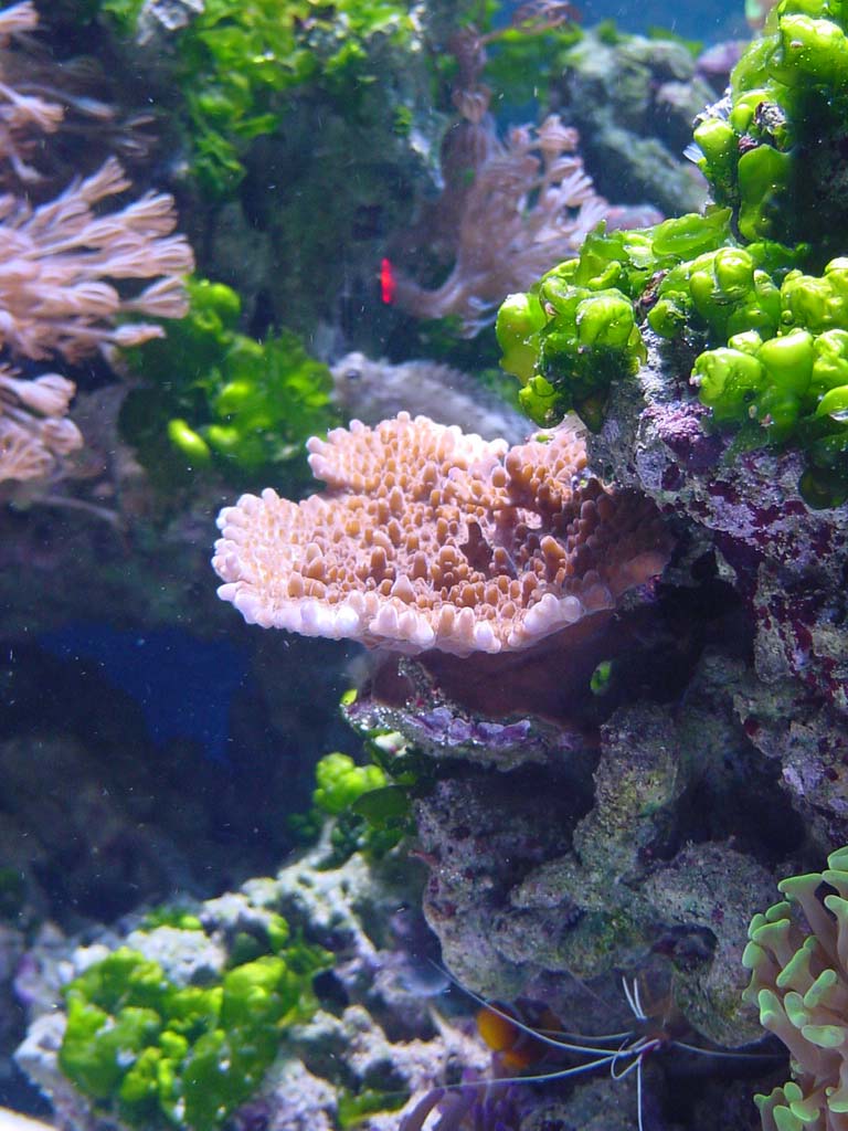 Acropora efflorescens